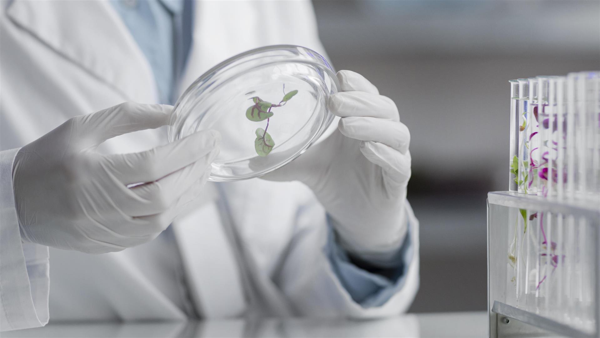 researchers-laboratory-holding-petri-dish.jpg