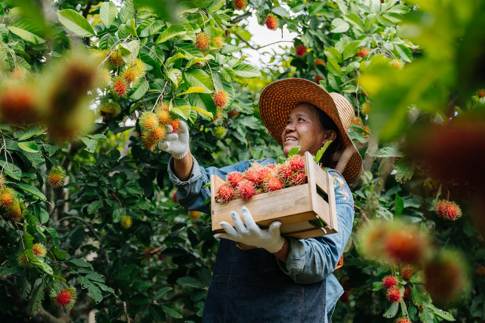 asian-farmer-woman-harvesting-fresh-rambutan-wooden-crate-rambutan-garden-organic-fruit-agriculture-concept.jpg