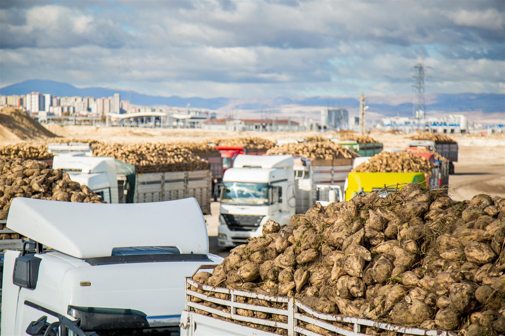 trucks-are-shipping-sugar-beets-they-are-line-waiting-cargo-transport-process.jpg