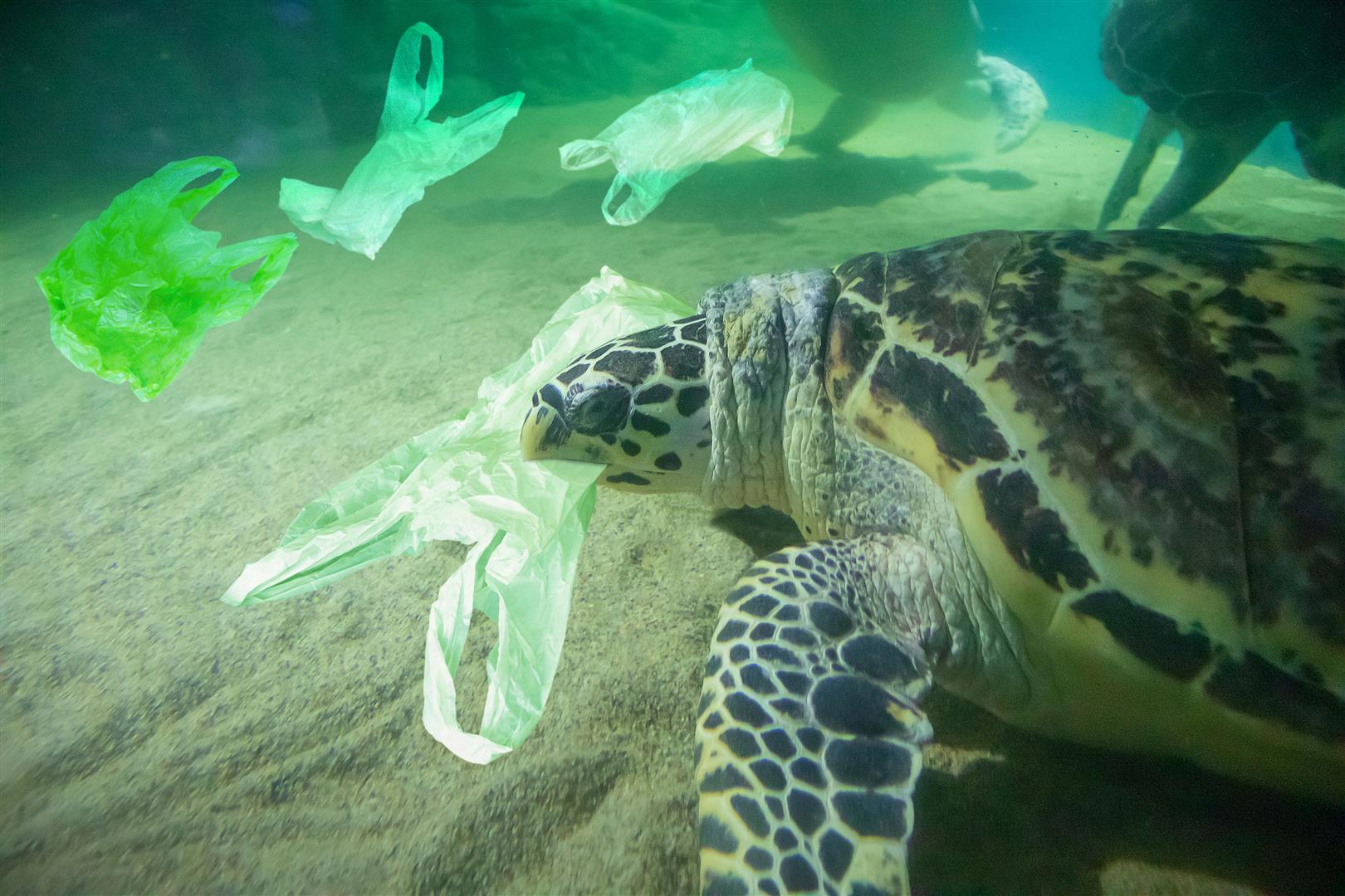 Statistics of Marine Debris in Thailand That Thai and Foreign Tourists Can Help