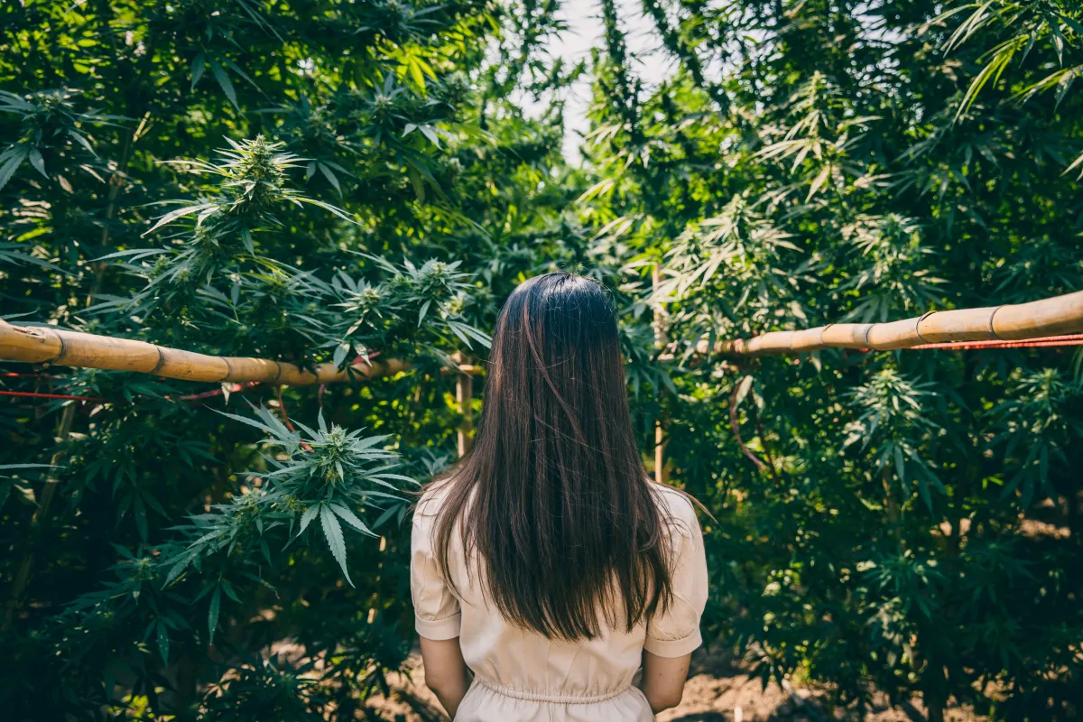 The “Cannabis Market” in Thailand