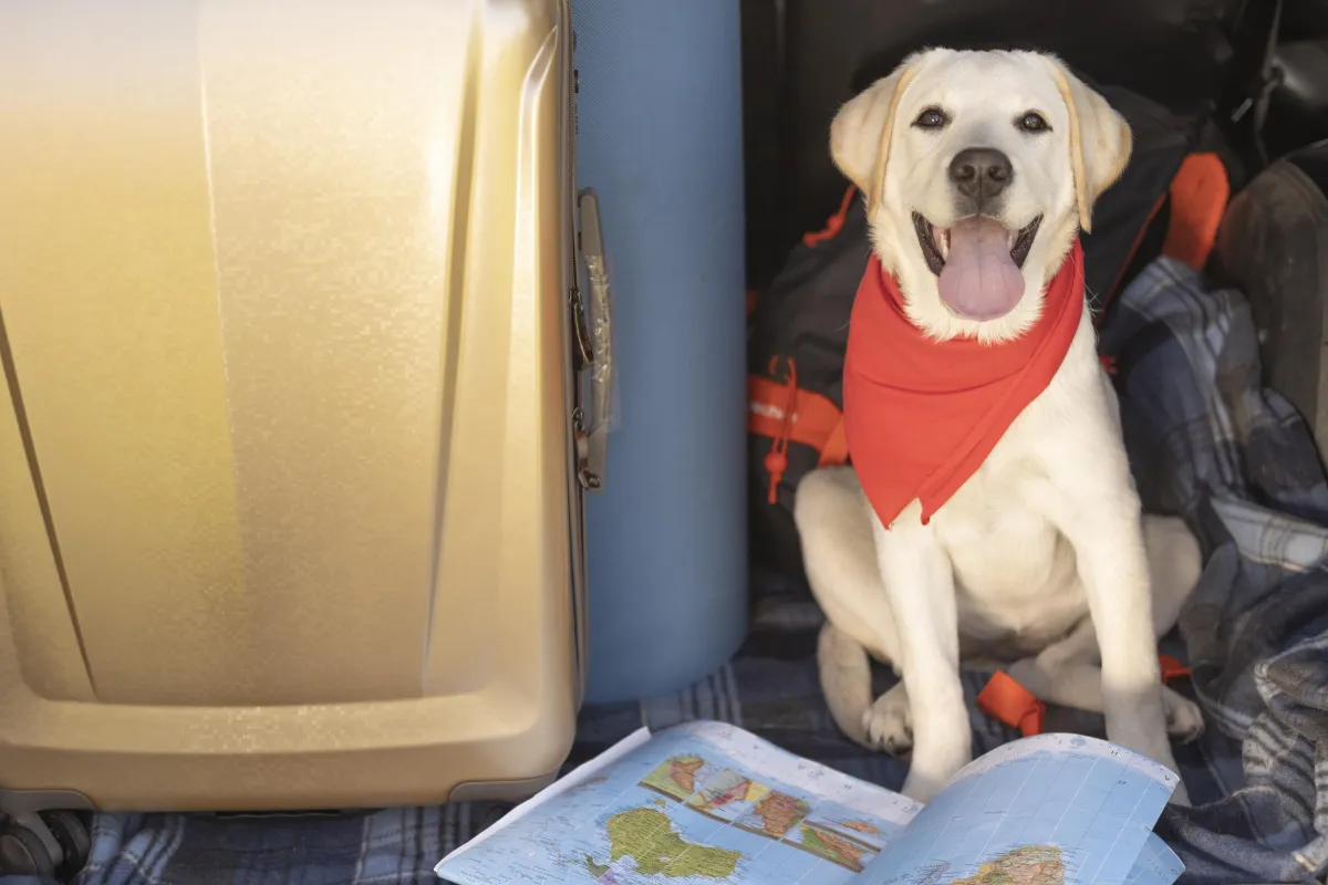 Passengers bringing pets into Thailand