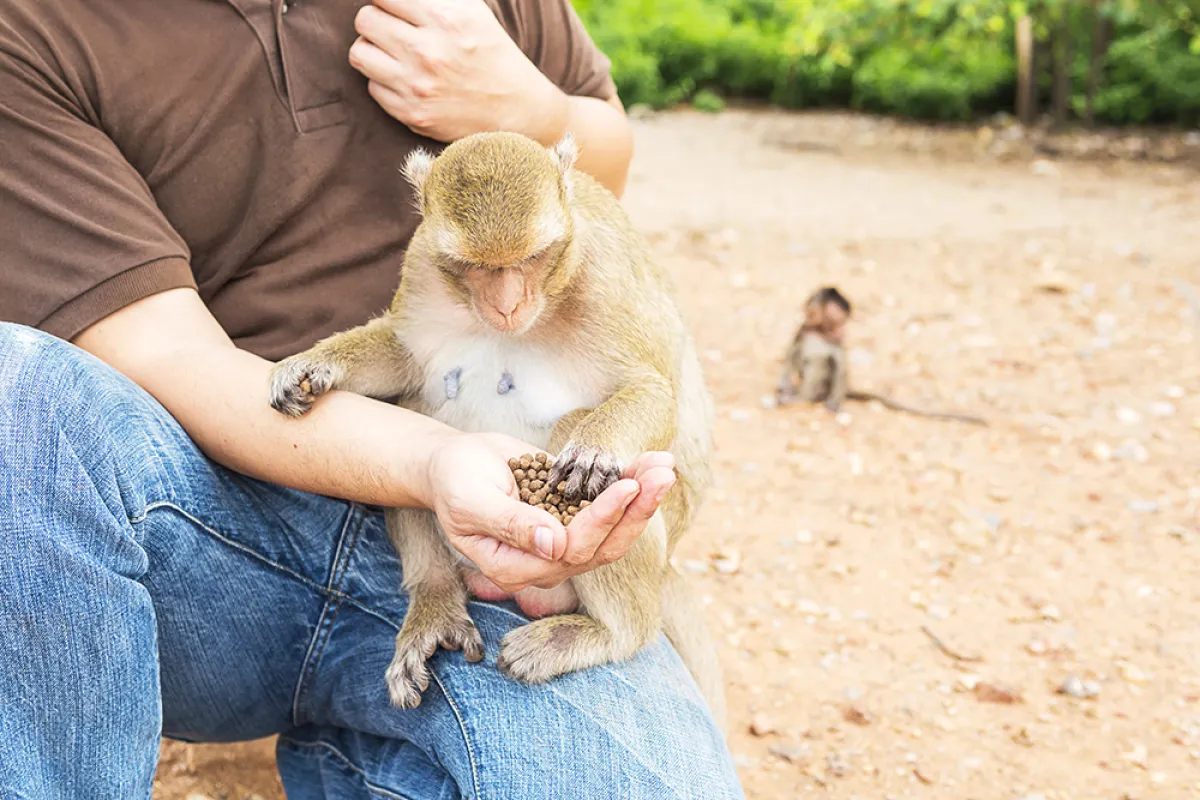 Global Sustainable Tourism Criteria on environmental sustainability and interactions with wild creatures