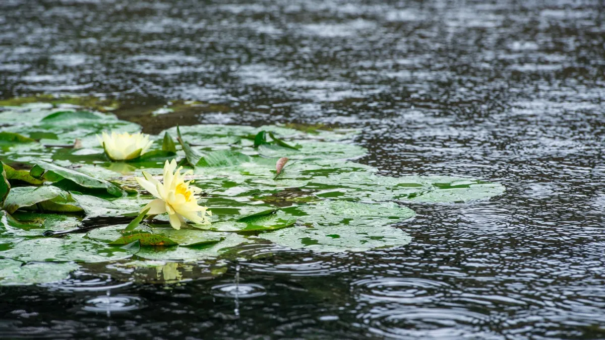 The Seasons of Thailand