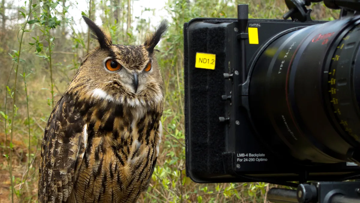 Documentation for requesting permission to shoot foreign films in a national park, in case of a short shooting period and if animals are brought into the filming