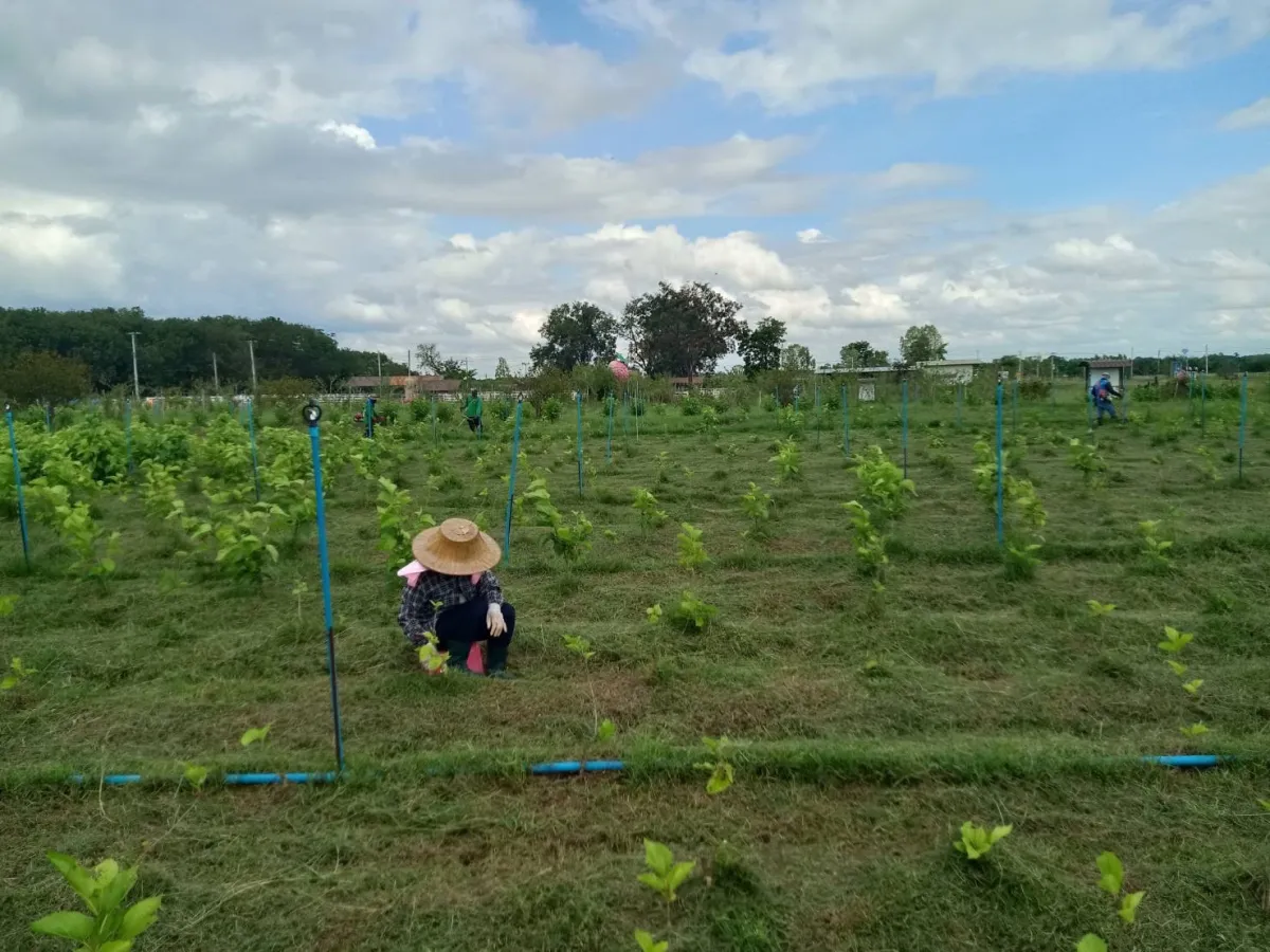 Agrotourism – Learn silk farming, Surin Province