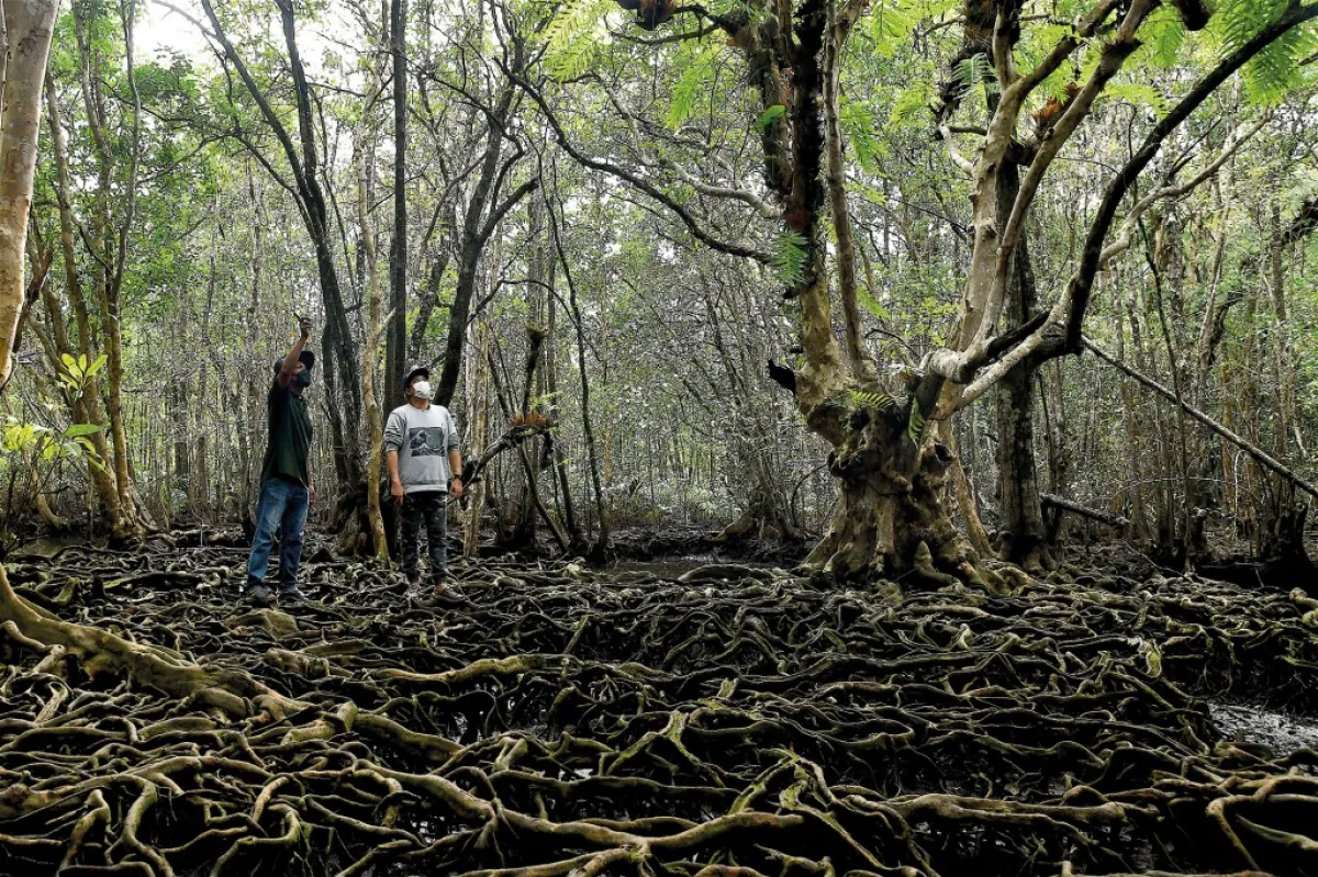 Ecotourism – Take a boat ride to explore the wonders of the Lan Tabun mangrove forest, Trat Province