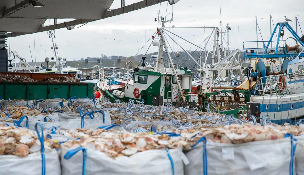 Supporting Documents for Issuing the Certificate to Export Mollusks and Mollusk Shells Out of the Kingdom