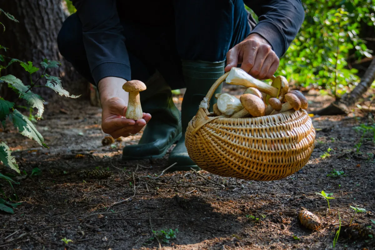 Die Schritte und Bedingungen für die Beantragung einer Erlaubnis zum Sammeln von nicht geschützten Waldprodukten innerhalb eines Nationalparks