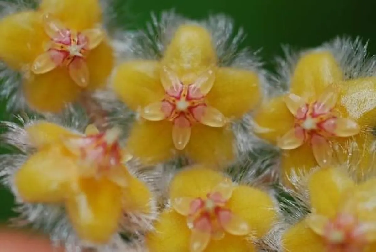 Magnificent! Hoya Soidaoensis Kidyoo - A New Species of Plant to the World