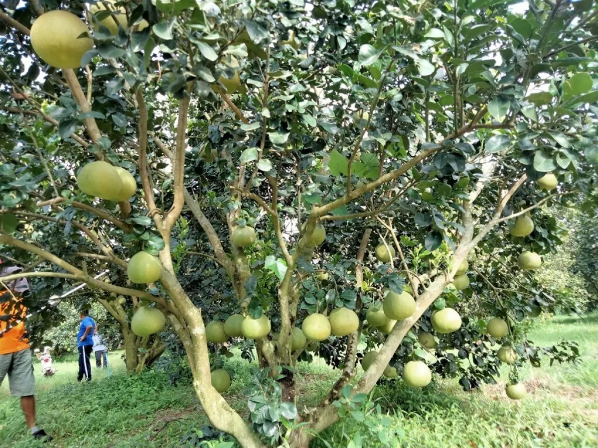 "Som O Prachin - Jujube-Milch Ban Phon" ist als geografische Angabe (GI) in Thailand registriert und trägt zur Einkommensgenerierung der Gemeinschaft bei.