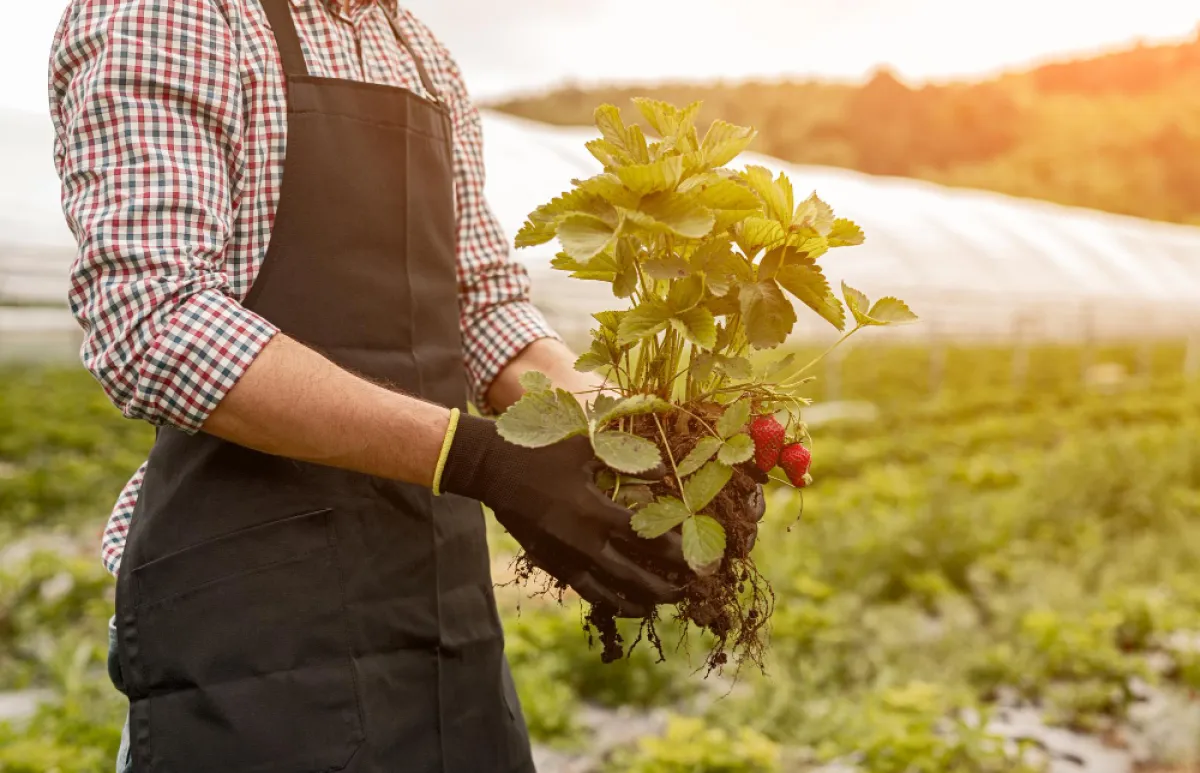 Criteria for Inspection and Issuance of Phytosanitary Certificates - In Cases of Air Exports and On-site Inspection