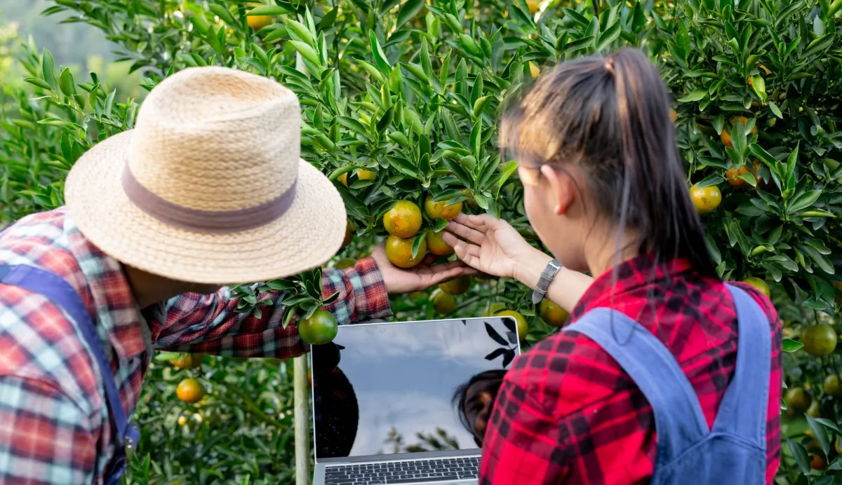 Issuing Phytosanitary Certificates for Exporting Fruits and Vegetables in Special Cases