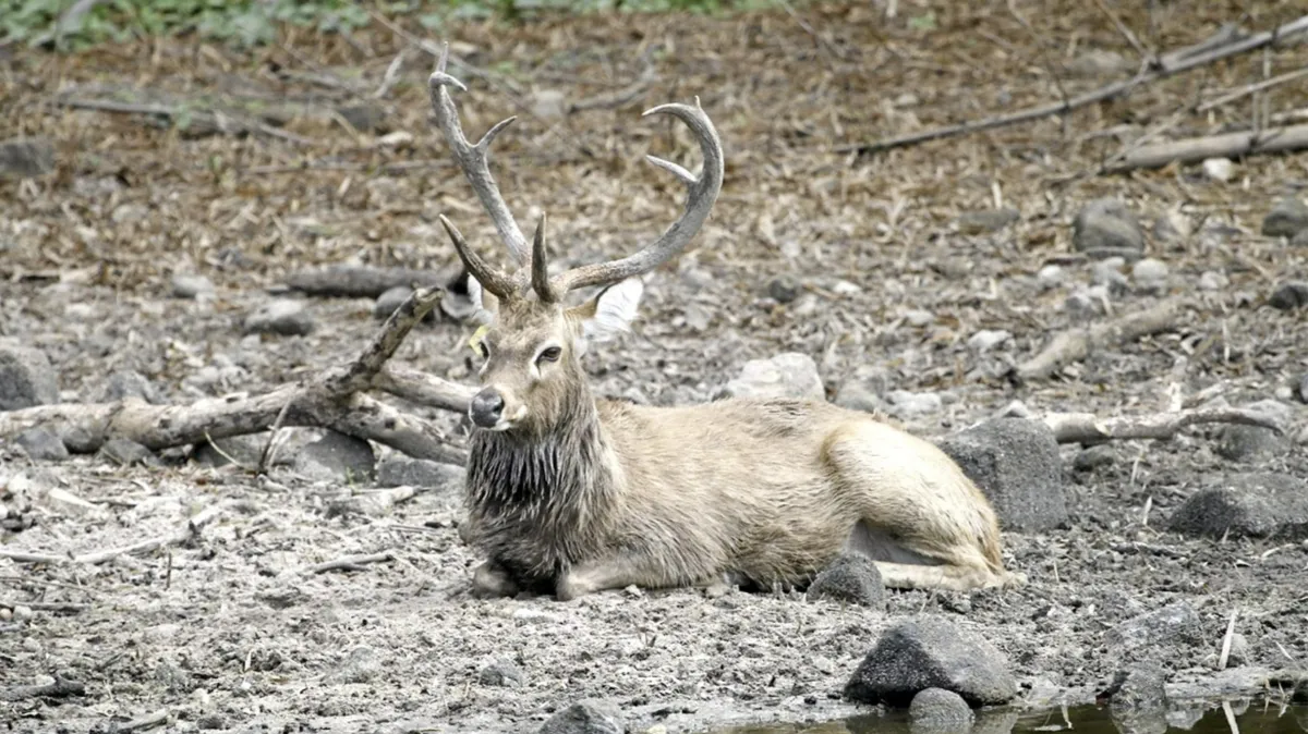 The National Biobank of Thailand Spearheads the Conservation of "Thai Eld's Deer", Showcasing the "Animal Mating Selection Analysis" Program to Minimize the Risk of Extinction