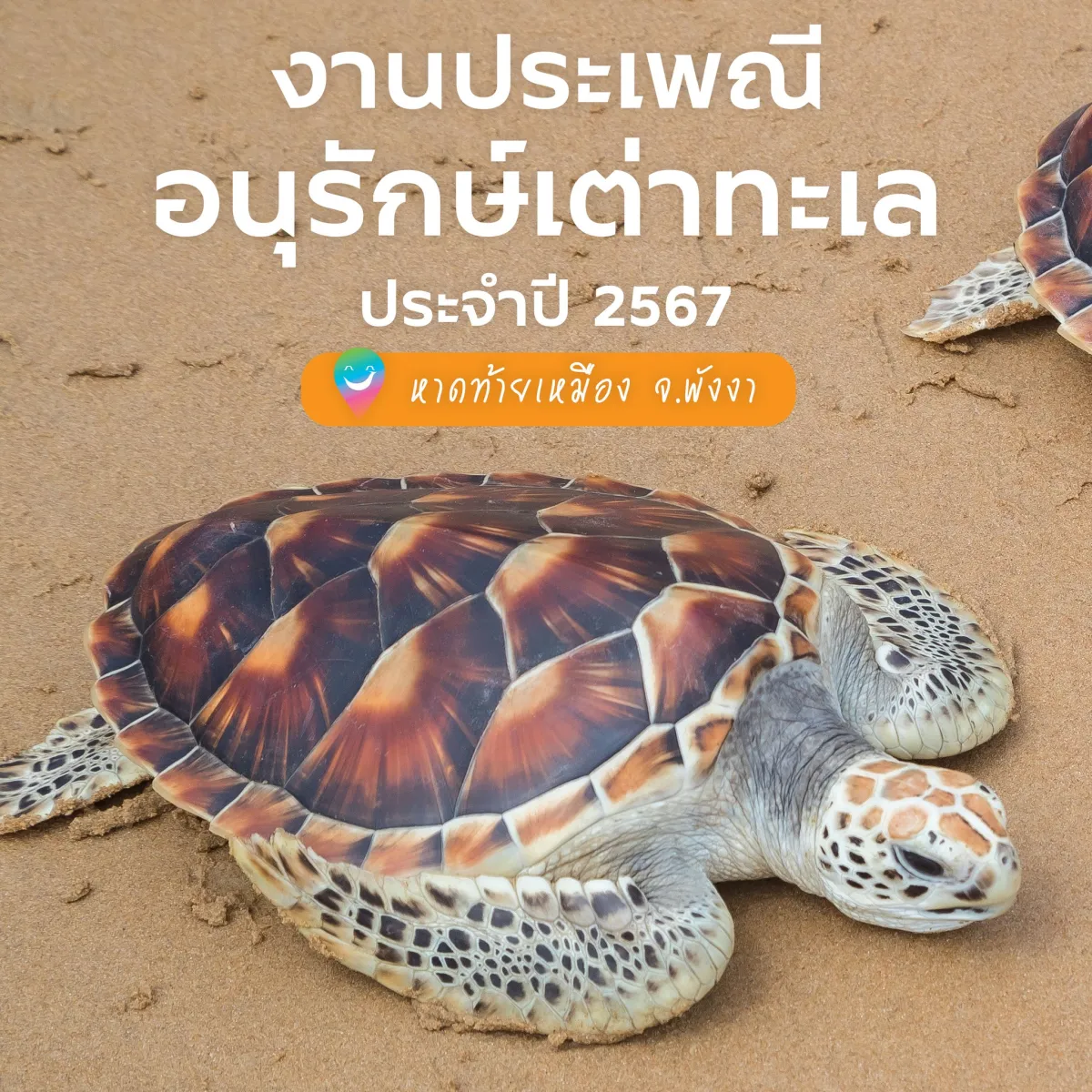 🐢🌊 งานประเพณีประจำปีของจังหวัดพังงาจะเริ่มขึ้นแล้วจ้า