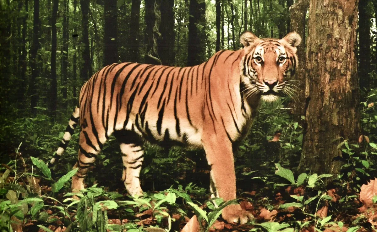 Thailand Recognized as the First Country in Southeast Asia to Increase Tiger Population