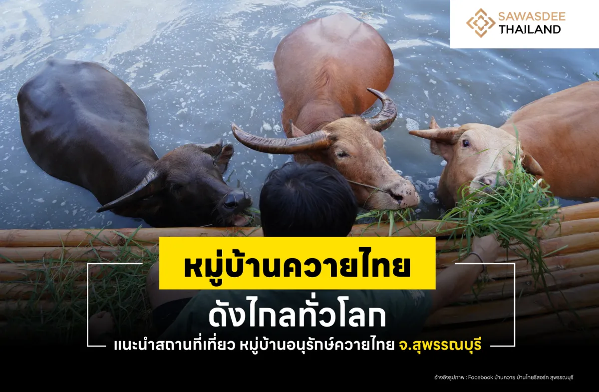 หมู่บ้านควายไทย ดังไกลทั่วโลก แนะนำสถานที่เที่ยว หมู่บ้านอนุรักษ์ควายไทย จ.สุพรรณบุรี