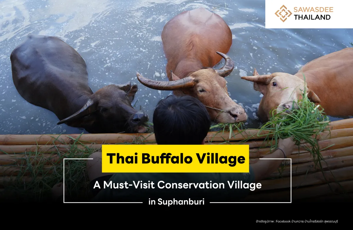 Thai Buffalo Village: A Must-Visit Conservation Village in Suphanburi