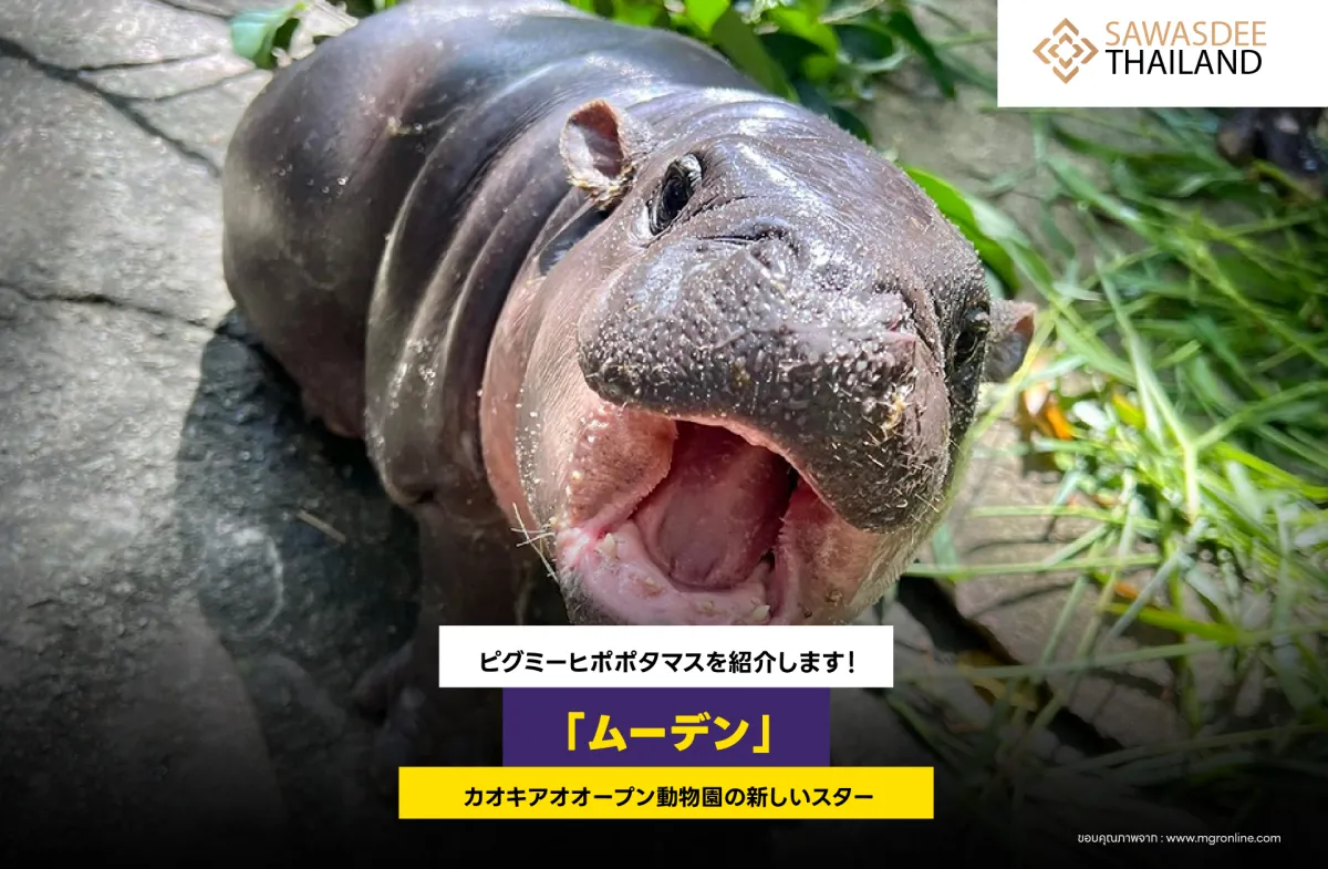 「ムーデン」、カオキアオオープン動物園の新しいスター、ピグミーヒポポタマスを紹介します！