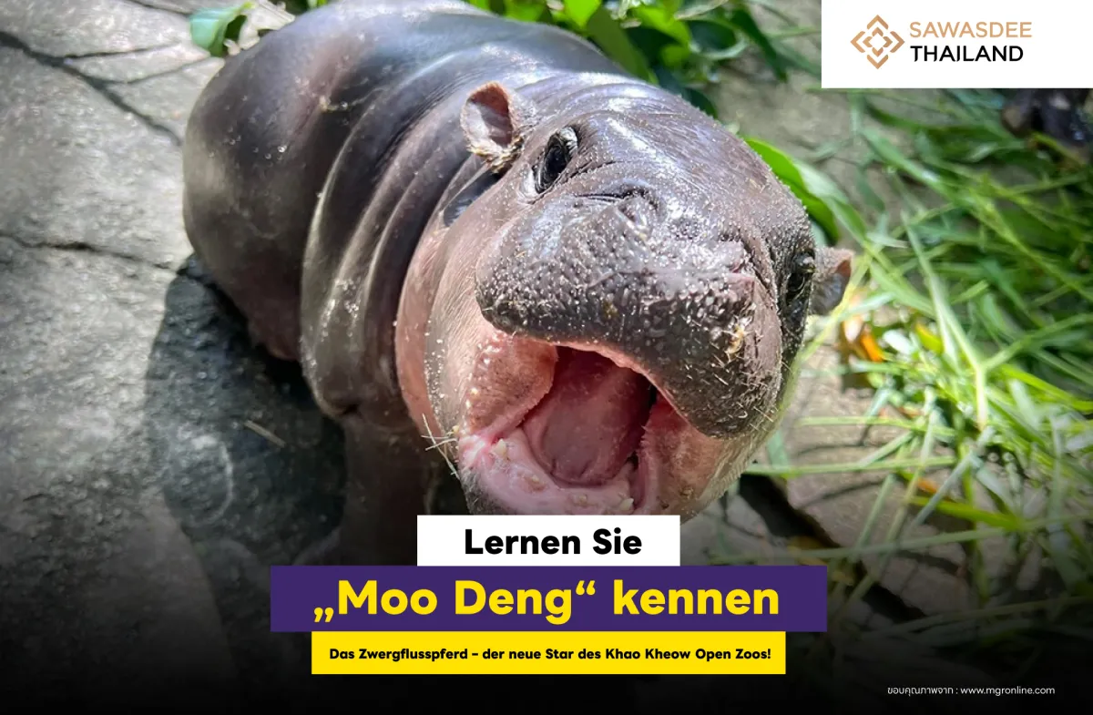 Lernen Sie „Moo Deng“ kennen, das Zwergflusspferd – der neue Star des Khao Kheow Open Zoos!