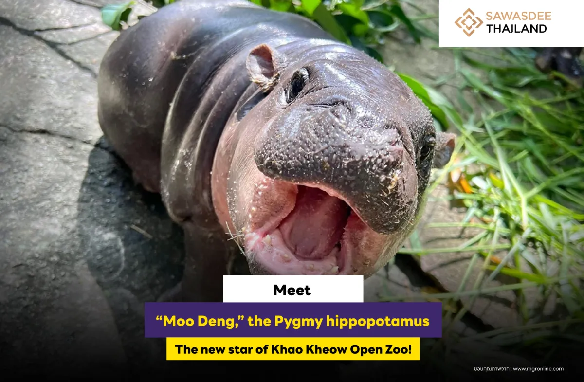 Meet “Moo Deng,” the Pygmy hippopotamus, the new star of Khao Kheow Open Zoo!