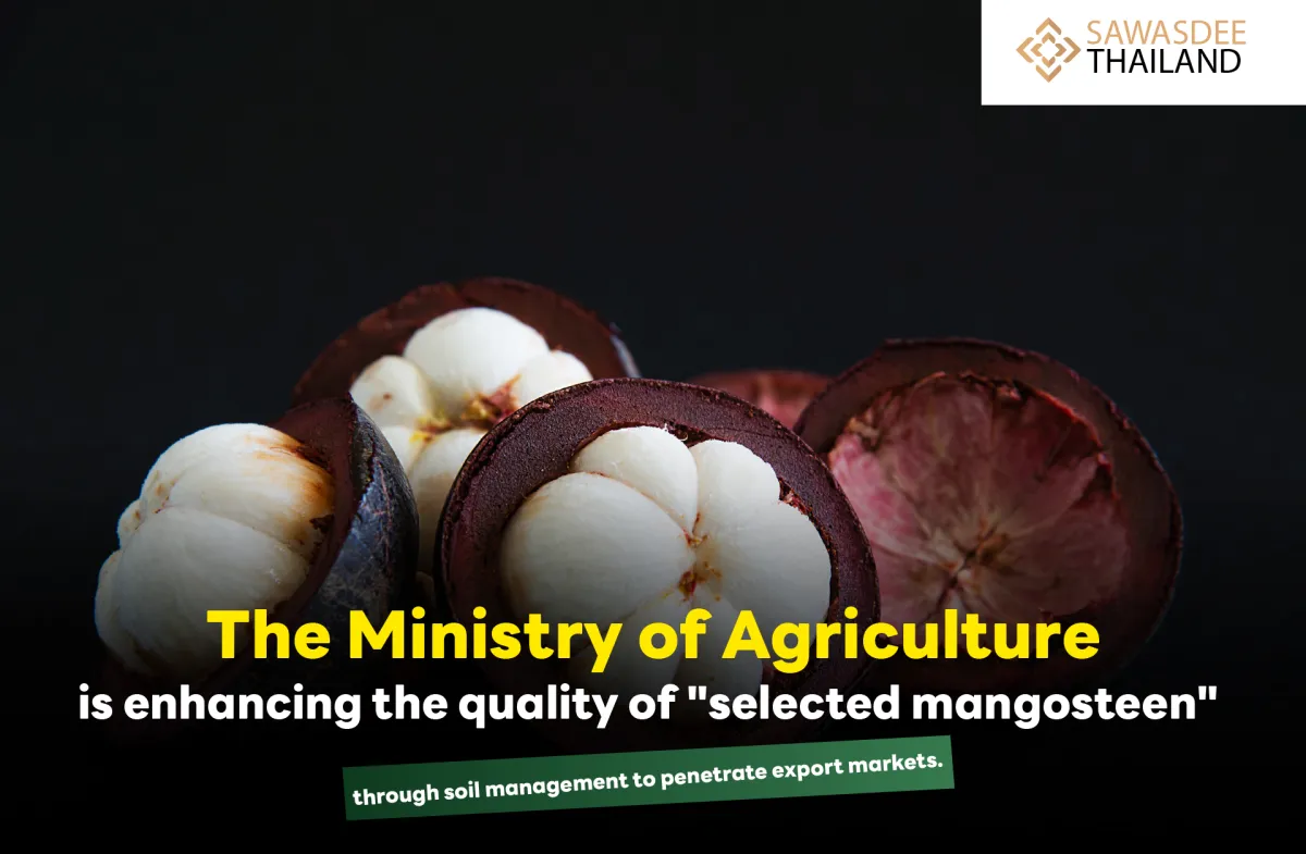 The Ministry of Agriculture is enhancing the quality of "selected mangosteen" through soil management to penetrate export markets.