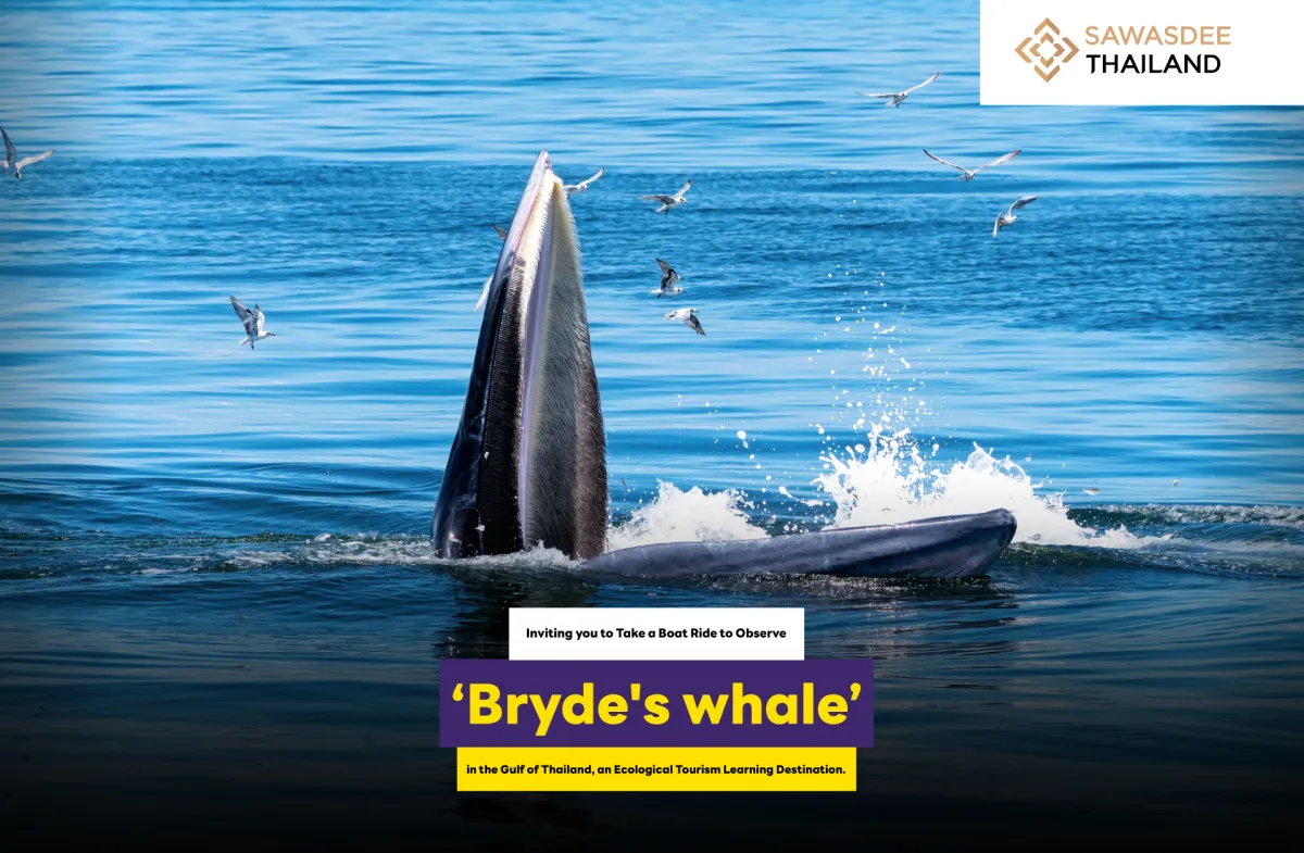 Inviting you to Take a Boat Ride to Observe 'Bryde's Whales' in the Gulf of Thailand, an Ecological Tourism Learning Destination.