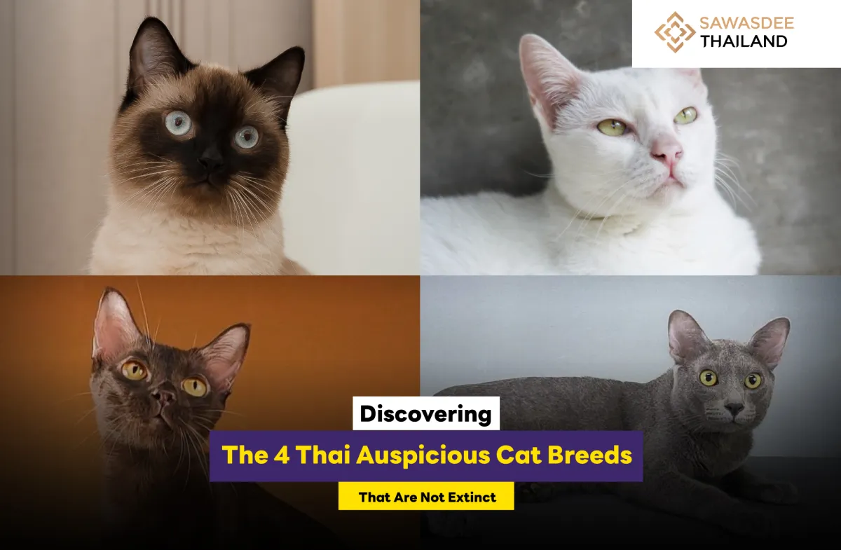 Discovering the 4 Thai Auspicious Cat Breeds That Are Not Extinct