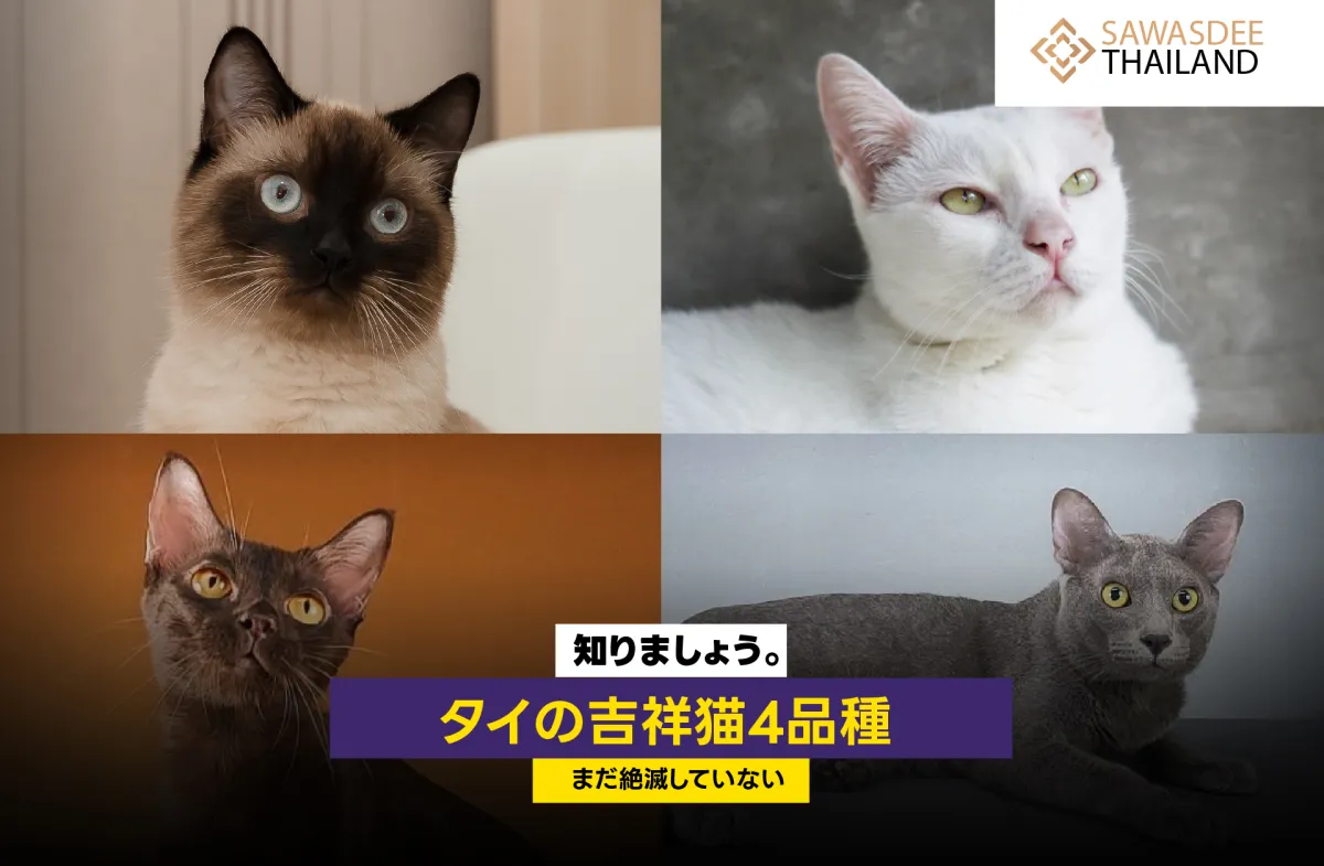 「タイの絶滅していない4つの吉祥猫種を知ろう」