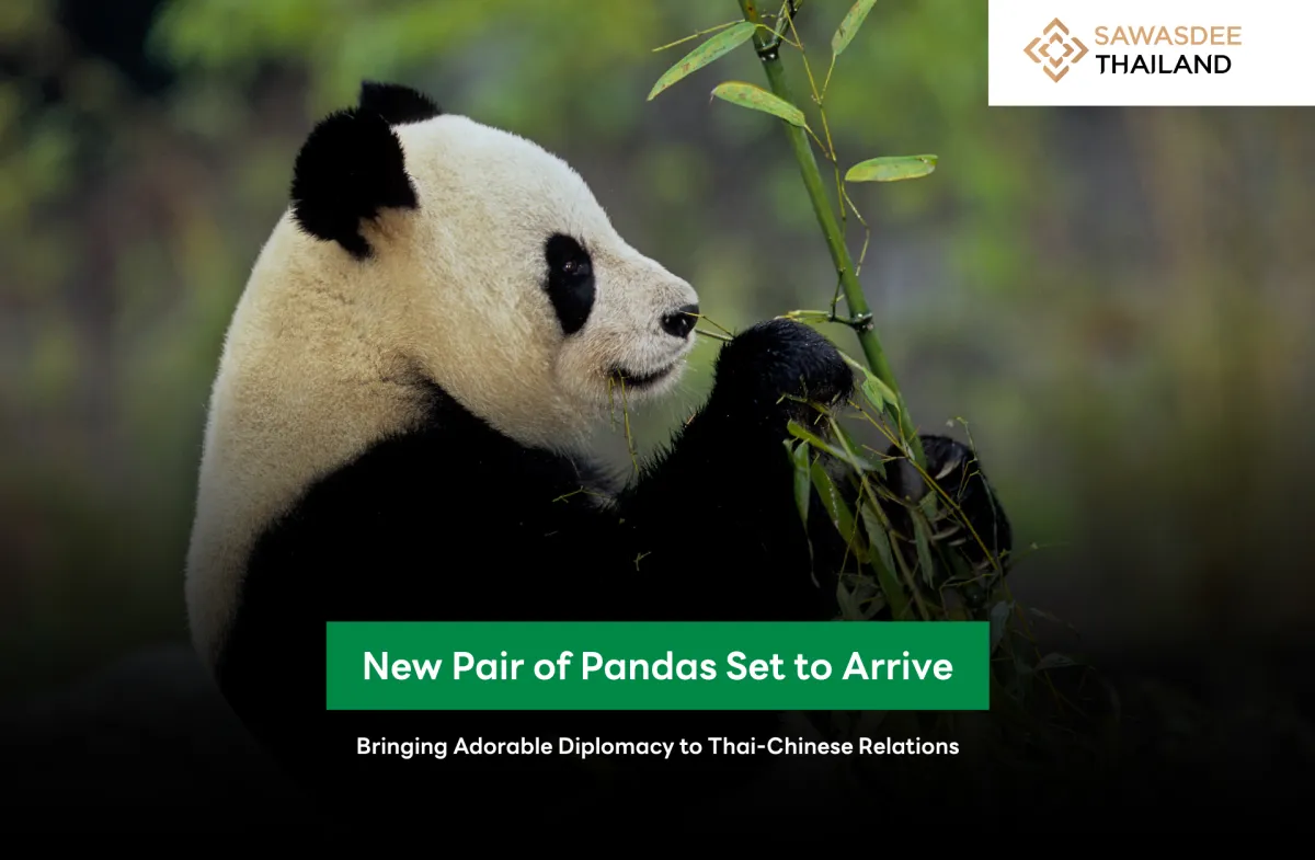 New Pair of Pandas Set to Arrive, Bringing Adorable Diplomacy to Thai-Chinese Relations