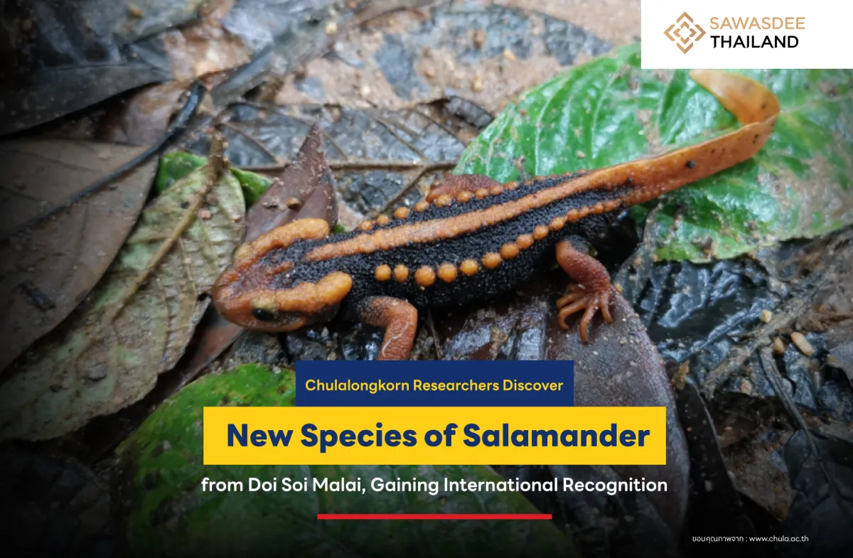 Chulalongkorn Researchers Discover New Species of Salamander from Doi Soi Malai, Gaining International Recognition