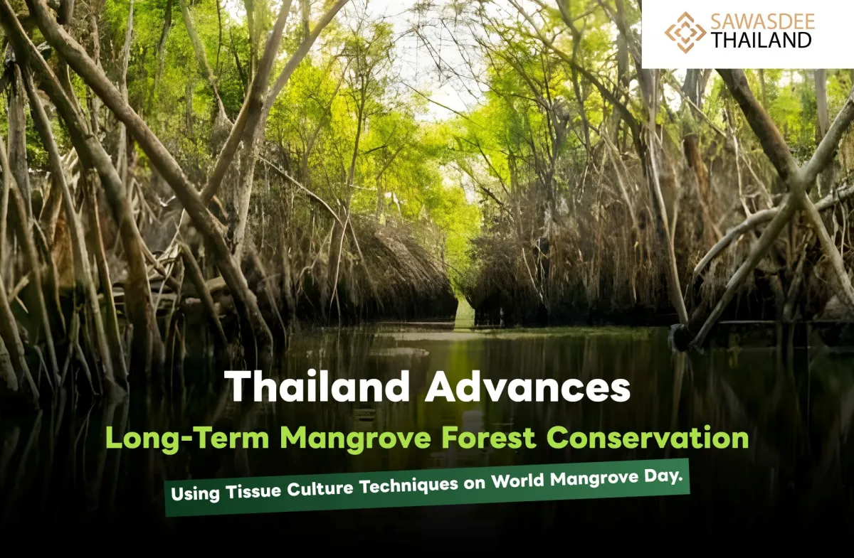 Thailand Advances Long-Term Mangrove Forest Conservation Using Tissue Culture Techniques on World Mangrove Day.