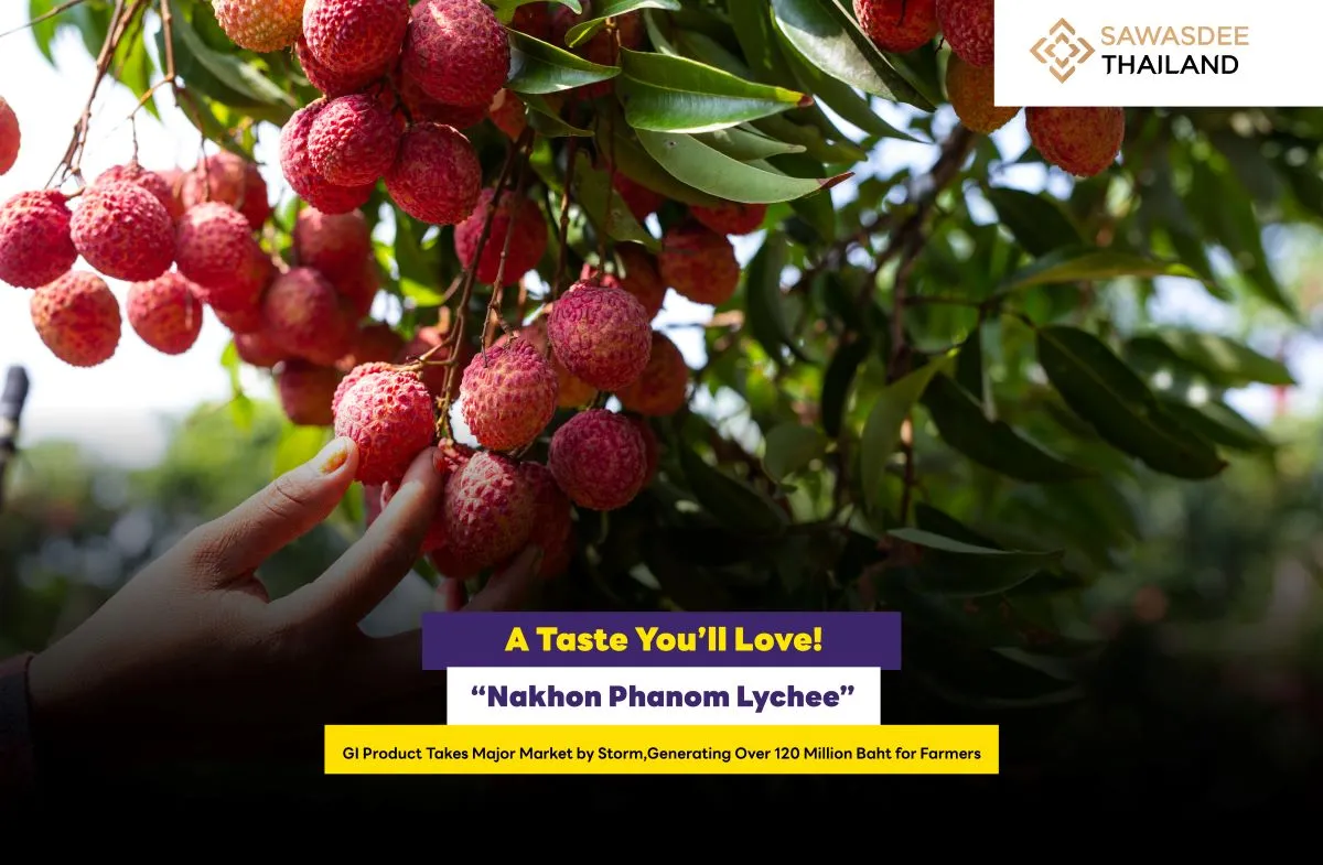 A Taste You’ll Love! “Nakhon Phanom Lychee” GI Product Takes Major Market by Storm, Generating Over 120 Million Baht for Farmers