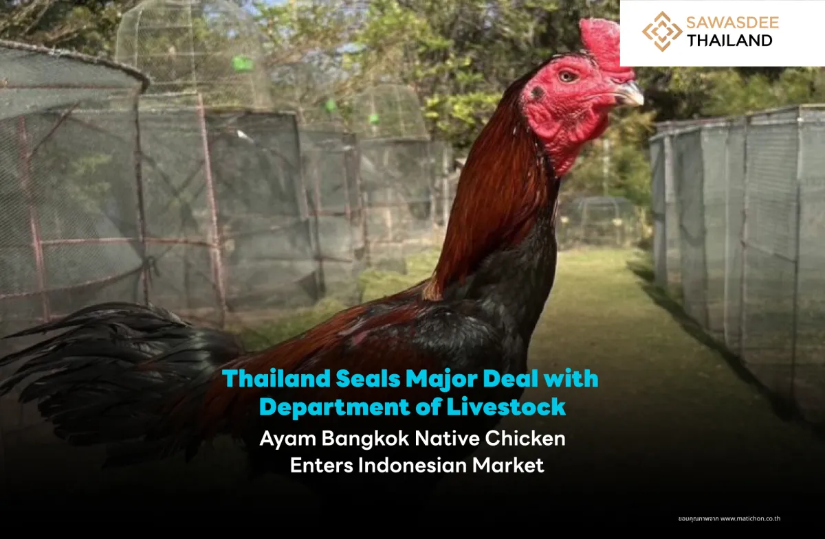 Thailand Seals Major Deal with Department of Livestock Ayam Bangkok Native Chicken Enters Indonesian Market