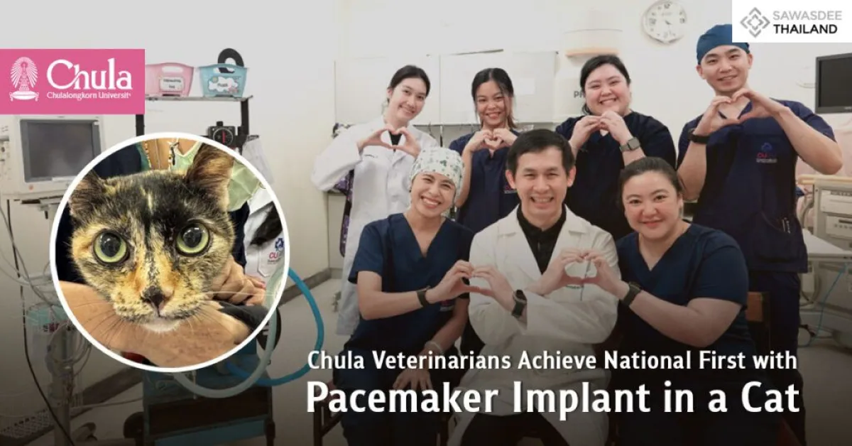 Chulalongkorn Veterinarians Successfully Implant Pacemaker in Cat — Thailand’s First-Ever Achievement