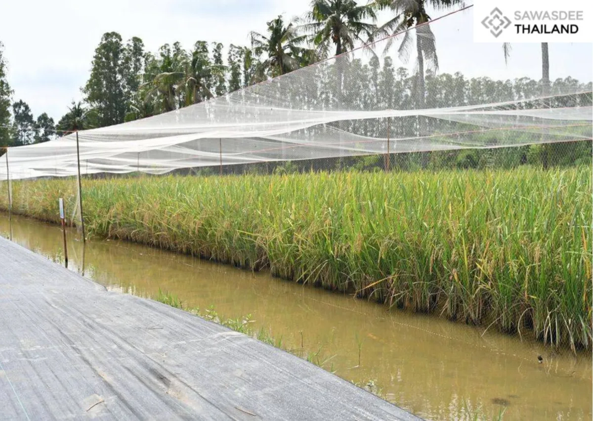 NSTDA Confirms “Hom Siam Rice(หอมสยาม)” Is Safe, Non-GMO, and Progressing Toward National Certification