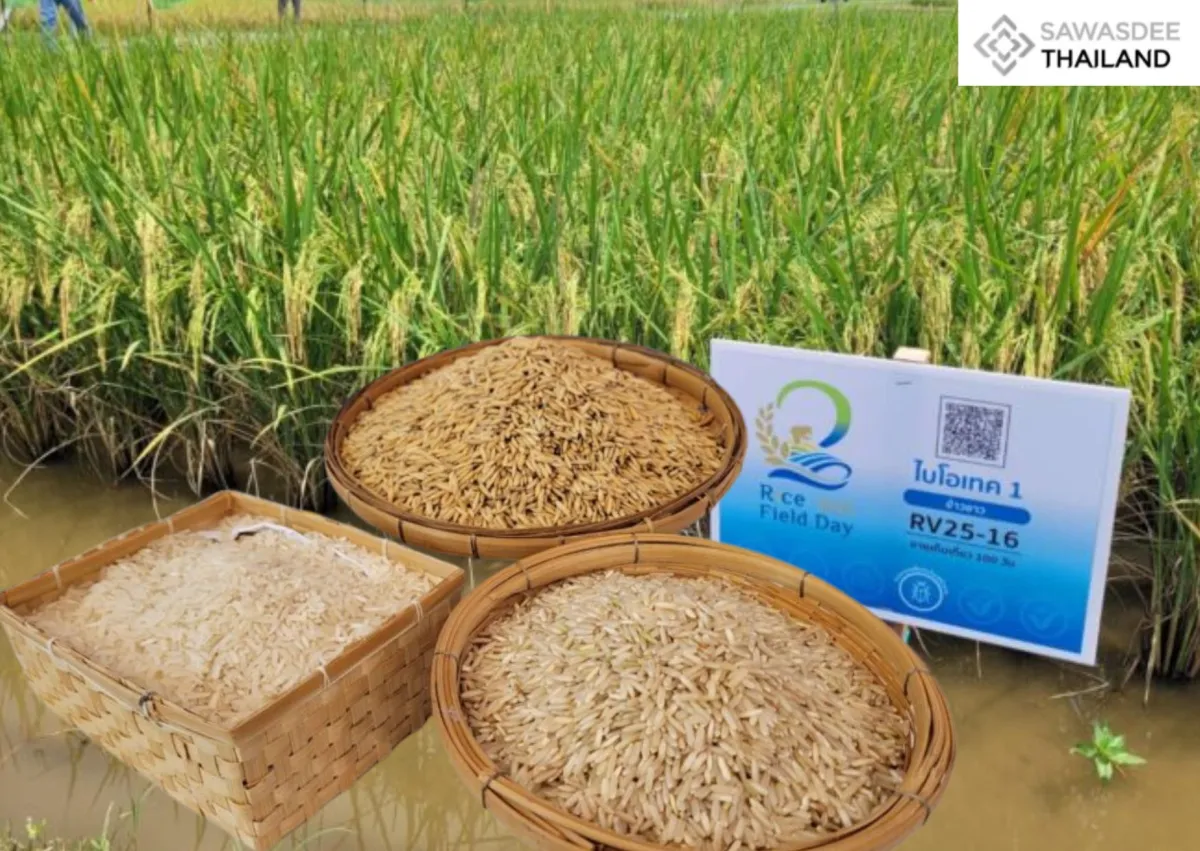 “Biotech Rice 1”: Thailand’s New High-Yield, Brown Planthopper–Resistant Rice Moves Toward Low-Carbon Cultivation
