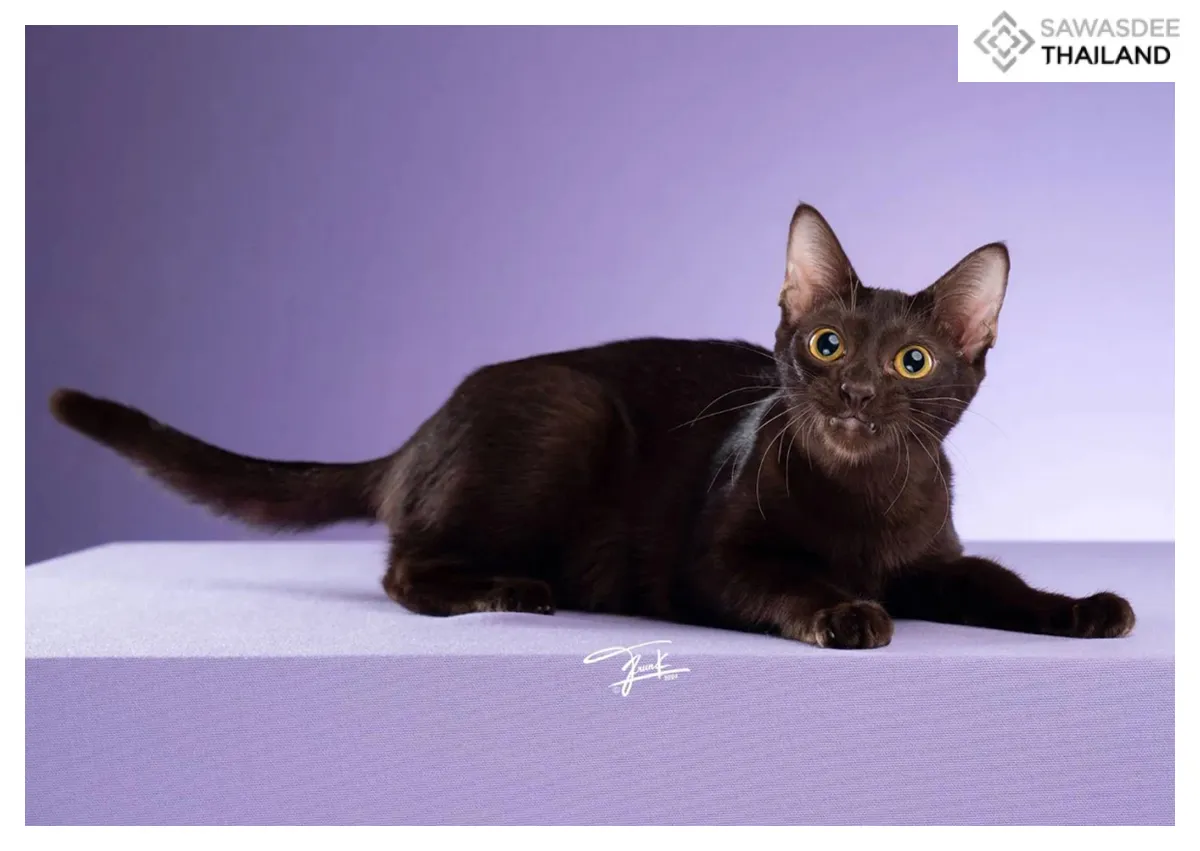 Five Thai cats shape national identity: heritage, luck and cultural pride