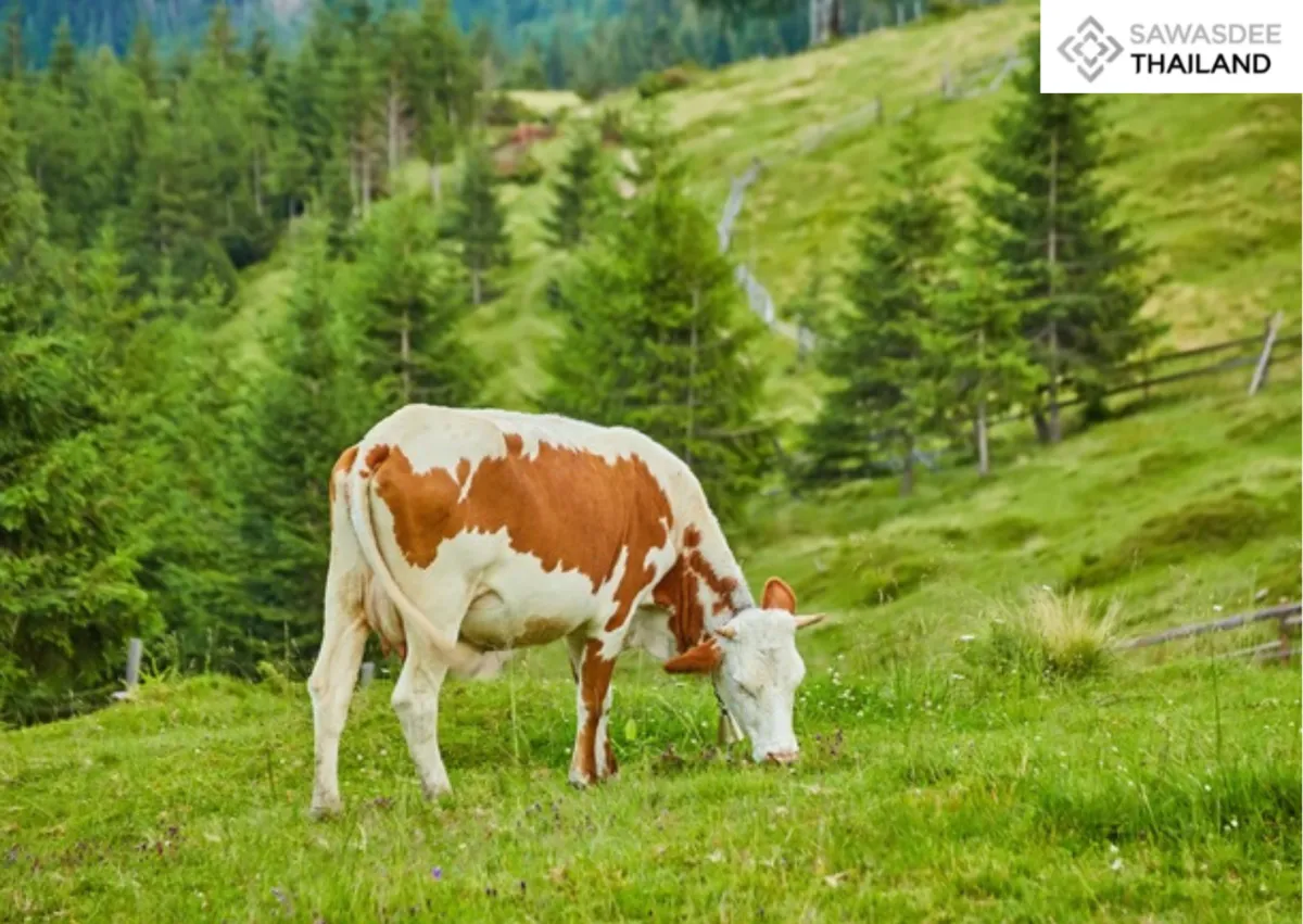 Thammasat University and Chulalongkorn University Showcase Thailand’s Potential in Climate and Health Innovation