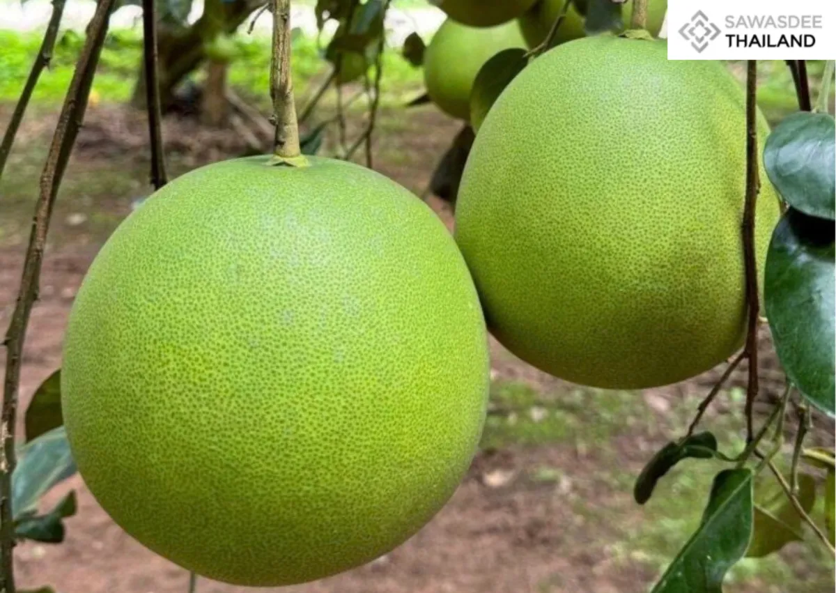 Chiang Rai’s Wiang Kaen pomelo registered as ninth GI product
