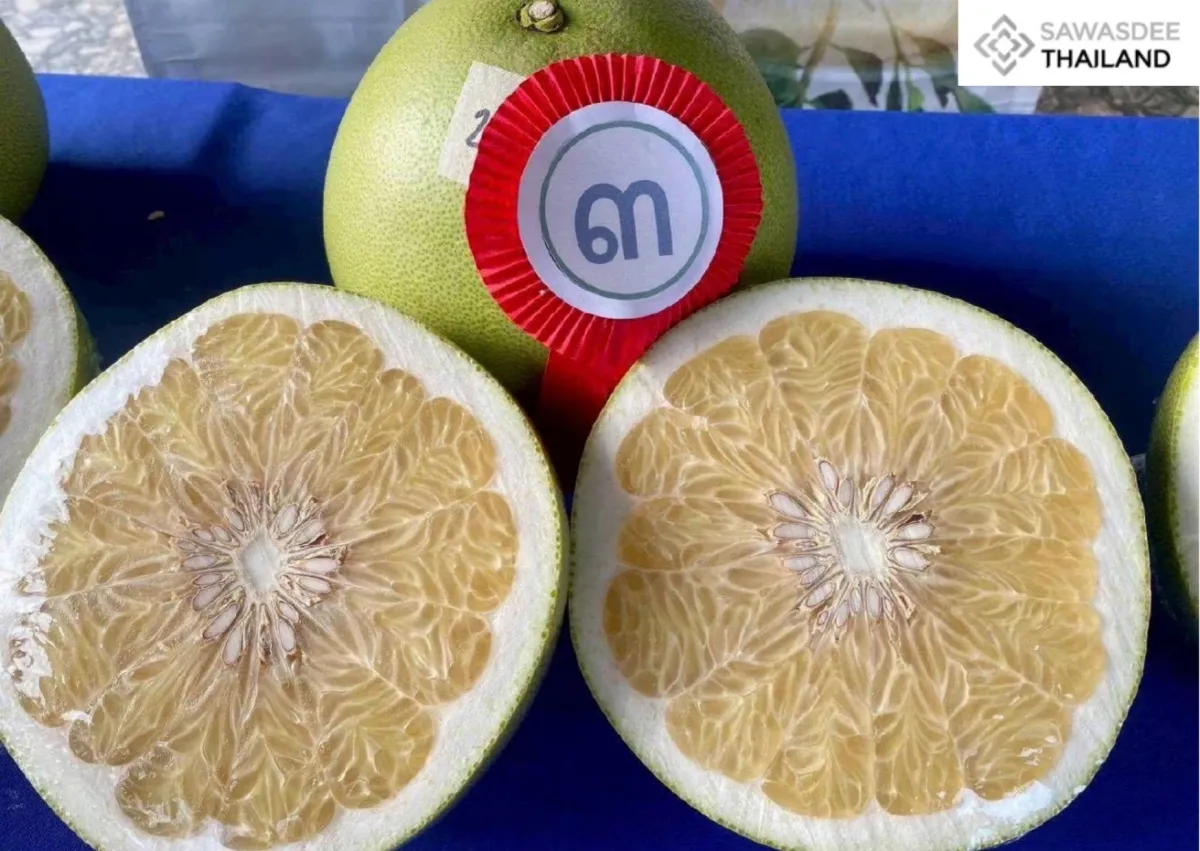 The Department of Intellectual Property, Ministry of Commerce Grants GI Status to “Wiang Kaen Pomelo (ส้มโอเวียงแก่น),” Strengthening Chiang Rai’s GI Standing
