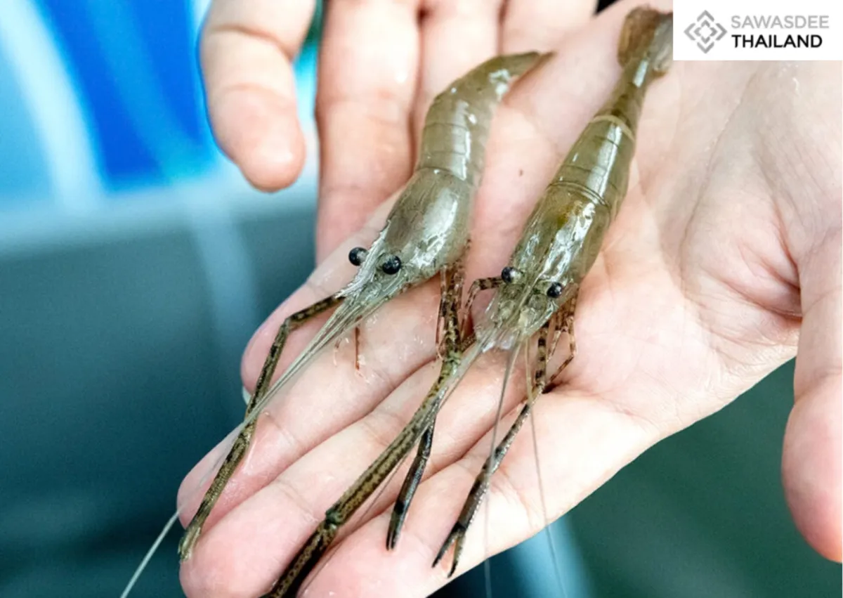 Thailand Advances “Kung Chada”กุ้งชฎา as a New Economic Prawn for Japan and China