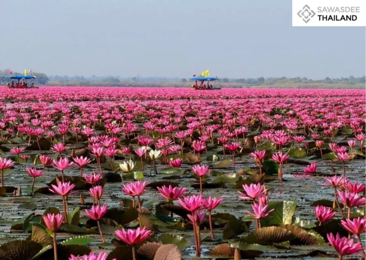Lisa Effect” Boosts Udon Thani (อุดรธานี) Tourism as Red Lotus Sea Draws Global Crowds