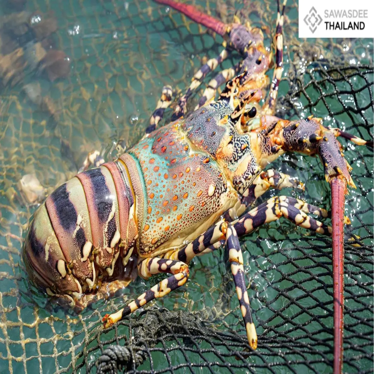 Thailand Showcases Premium Seafood Potential with GI Registration of “Phuket Seven-Color Lobster”