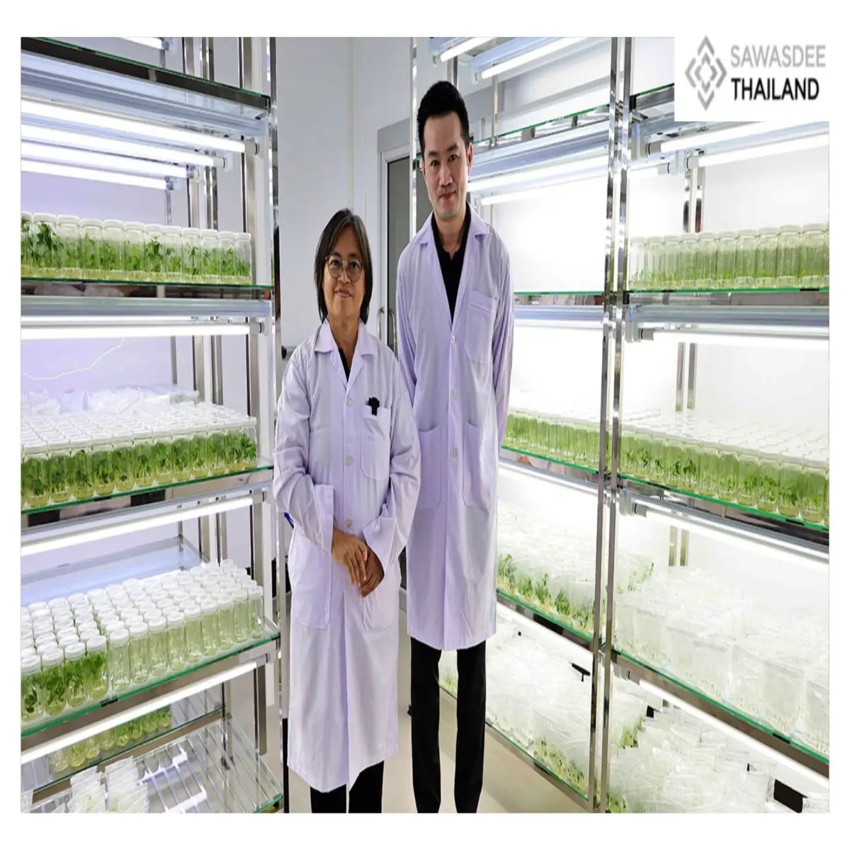 Thailand applies biotech innovation to produce disease-free cassava, strengthening farmers and securing the crop’s long-term future.