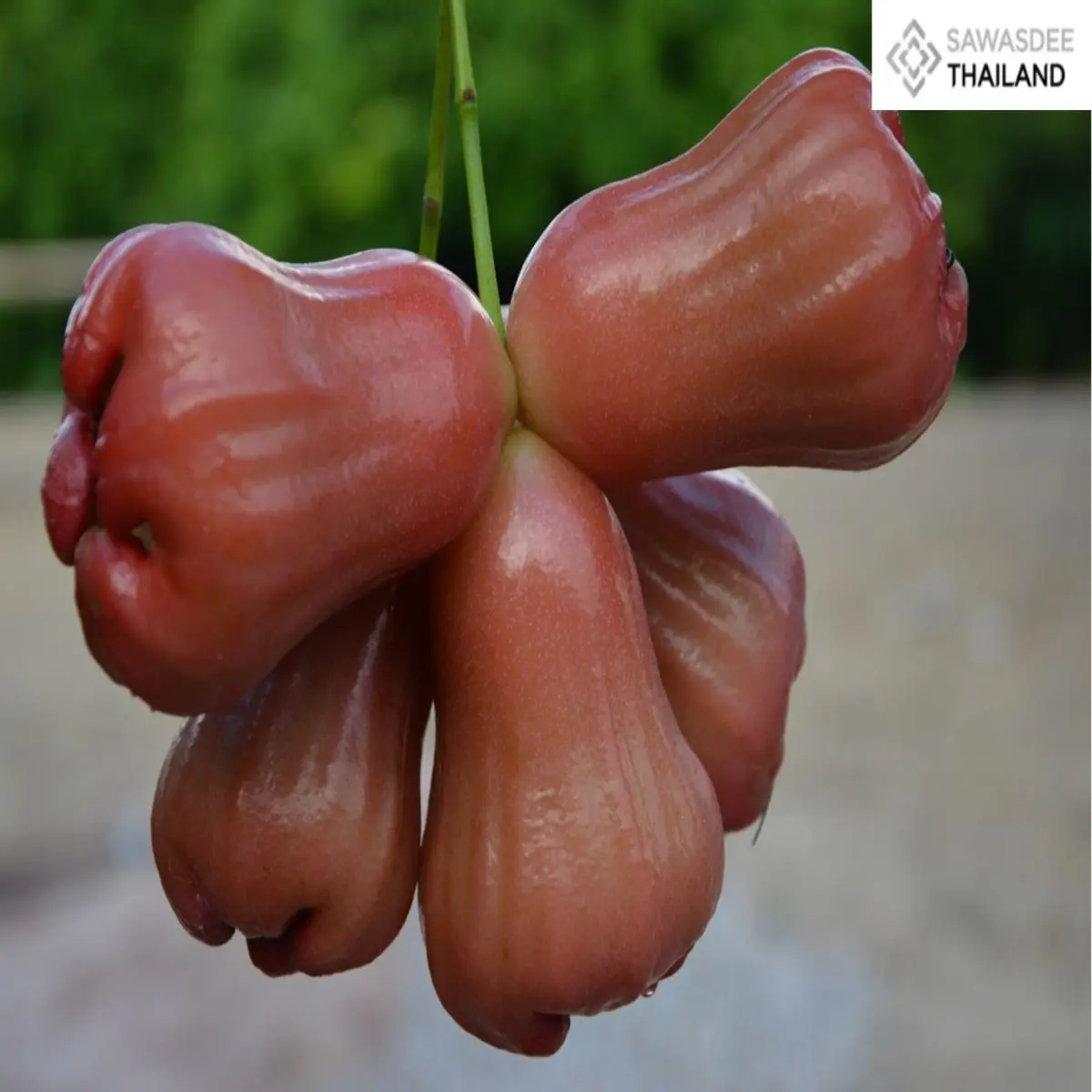 Thailand Registers “Khlong Hat...